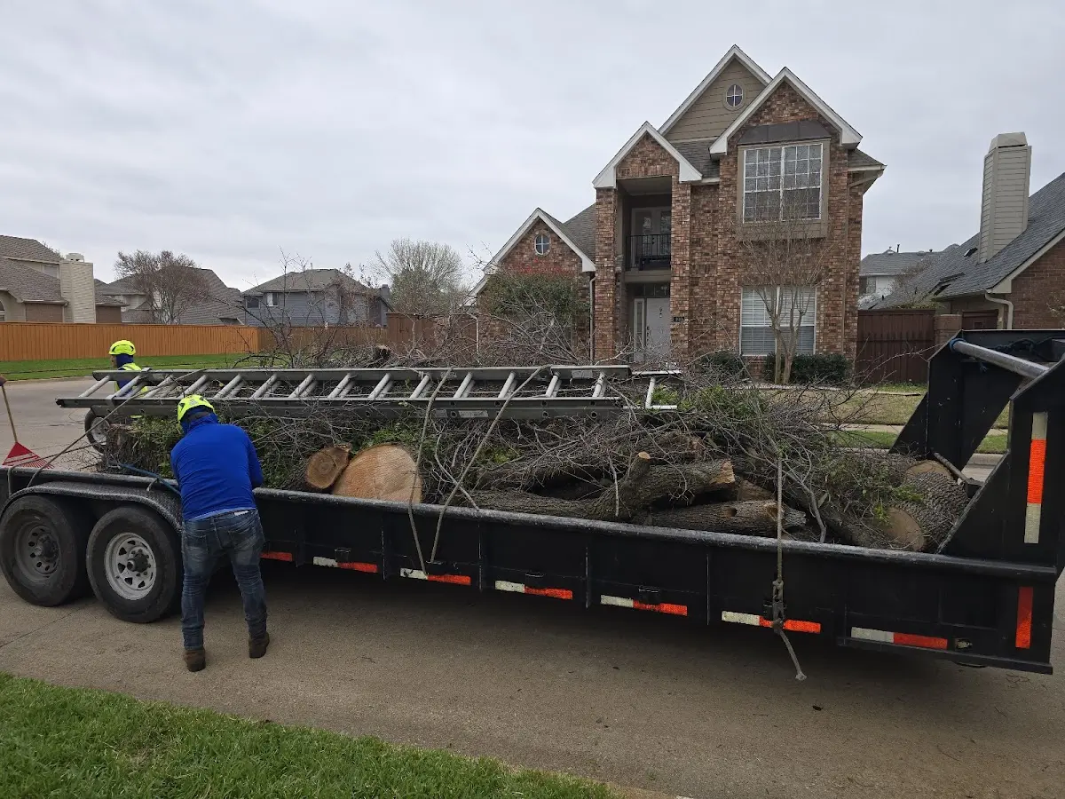 Expert Crown Reduction with proper safety equipment in Lakewood